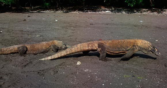 Viaje a Indonesia: Parque Nacional de Komodo