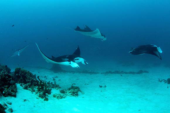 Submarinismo en Raja Ampat