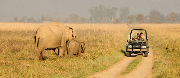 Los mejores parques nacionales de la India: Parque Nacional de Jim Corbett