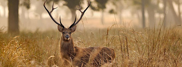 Los mejores parques nacionales de la India: Parque Nacional de Kanha