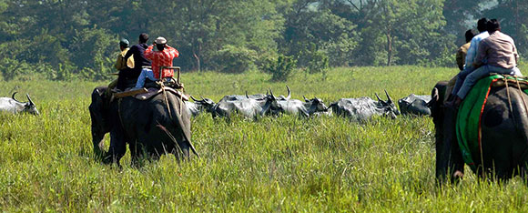 Los mejores parques nacionales de la India: Parque Nacional de Kaziranga 