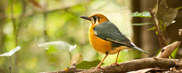 Los mejores parques nacionales de la India: Parque Nacional de Periyar